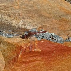 Diplacodes bipunctata