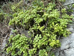 Sedum formosanum