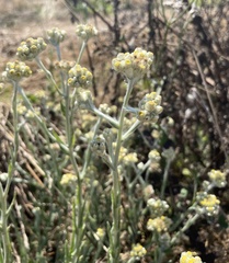 Pseudognaphalium stramineum