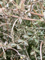 Swainsona stipularis