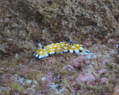 Goniobranchus vibratus