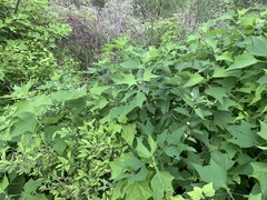 Montanoa leucantha