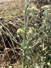 Pseudognaphalium stramineum