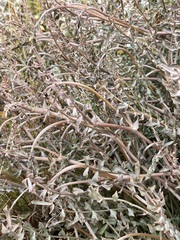 Swainsona stipularis