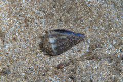 Conus rattus