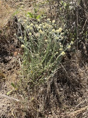 Pseudognaphalium stramineum