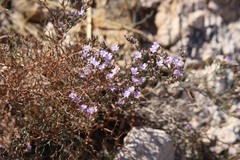 Limonium cancellatum