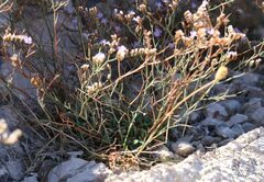 Limonium cancellatum