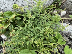 Chenopodium acuminatum