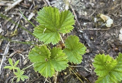 Rubus lasiococcus