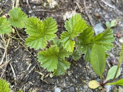 Rubus lasiococcus