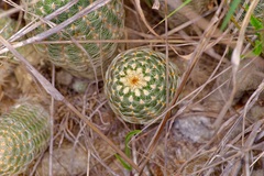 Echinocereus reichenbachii caespitosus