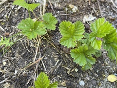 Rubus lasiococcus