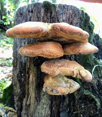 Laetiporus sulphureus