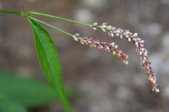 Persicaria extremiorientalis