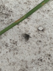 Clogmia albipunctata