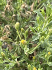 Heterotheca oregona
