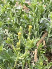 Heterotheca oregona