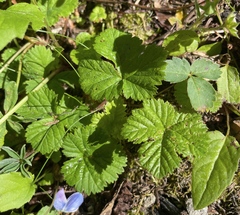 Rubus lasiococcus
