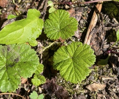 Rubus lasiococcus