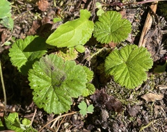 Rubus lasiococcus