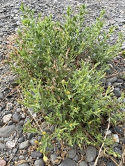 Heterotheca oregona