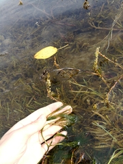 Ranunculus kauffmannii