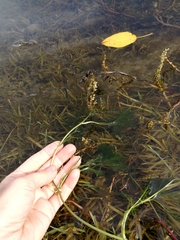 Ranunculus kauffmannii