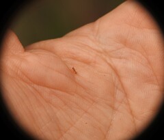 Tetramorium simillimum