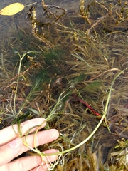 Ranunculus kauffmannii