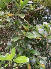 Corynocarpus laevigatus