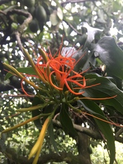 Psittacanthus schiedeanus