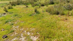 Cotula coronopifolia