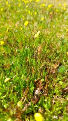 Cotula coronopifolia