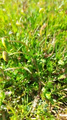 Cotula coronopifolia