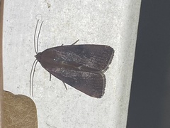 Galgula partita