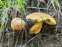 Lanmaoa carminipes