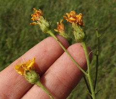 Hieracium robustum