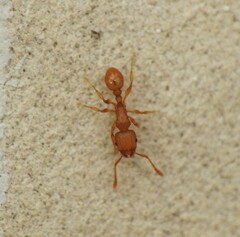 Tetramorium simillimum