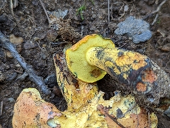 Lanmaoa carminipes