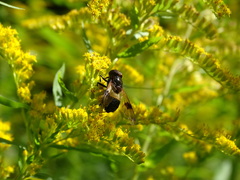 Volucella pellucens