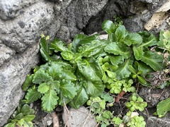 Arabis stelleri
