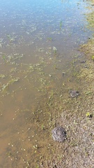 Crassula natans