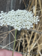 Perideridia kelloggii