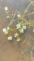 Crassula natans