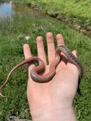 Clonophis kirtlandii