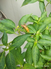 Polistes wattii
