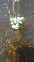 Crassula natans