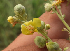 Verbascum lychnitis