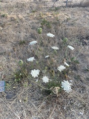 Perideridia kelloggii